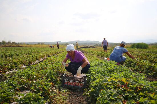 Farming in Krasnodar Territory