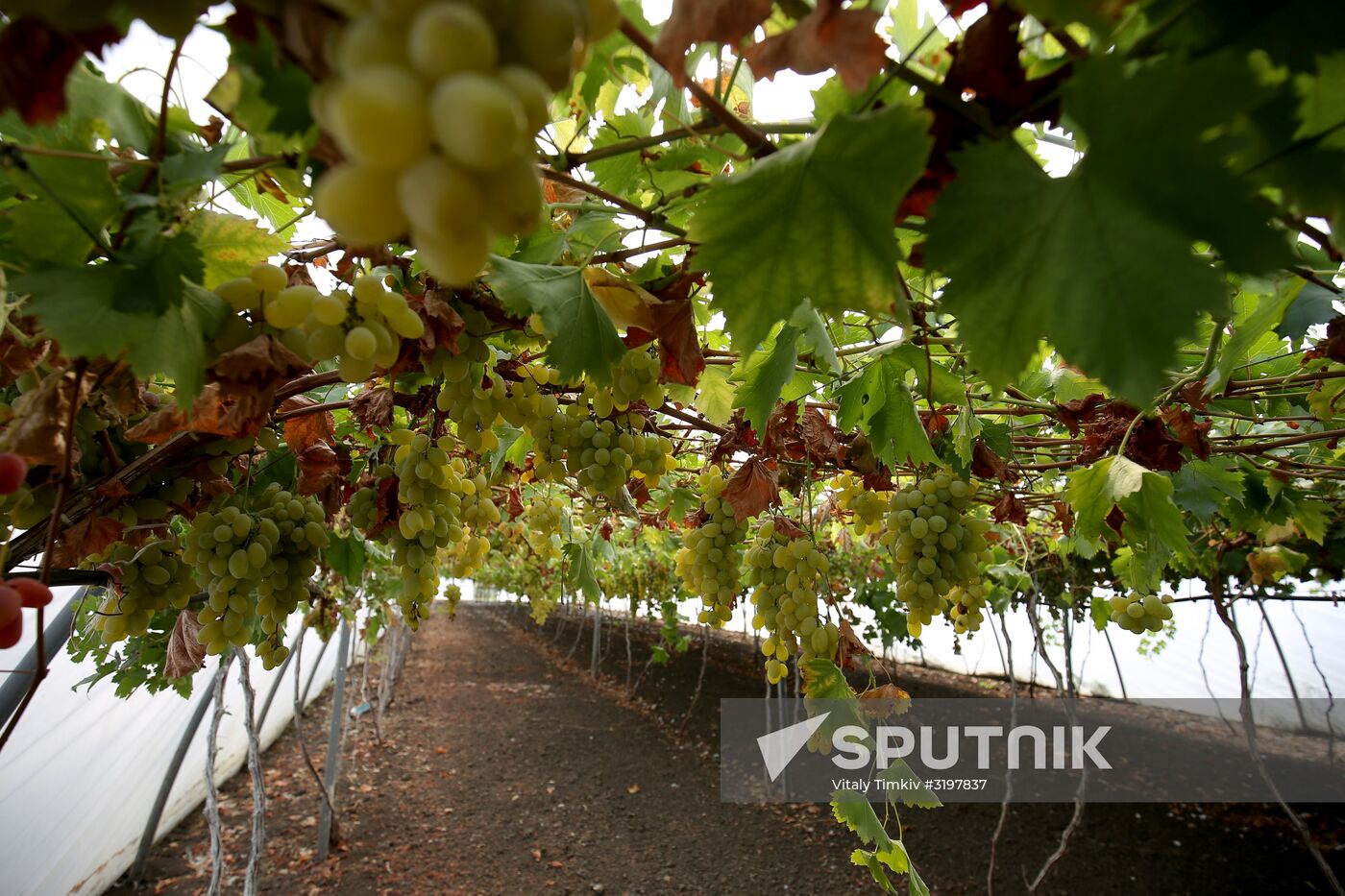 Farming in Krasnodar Territory