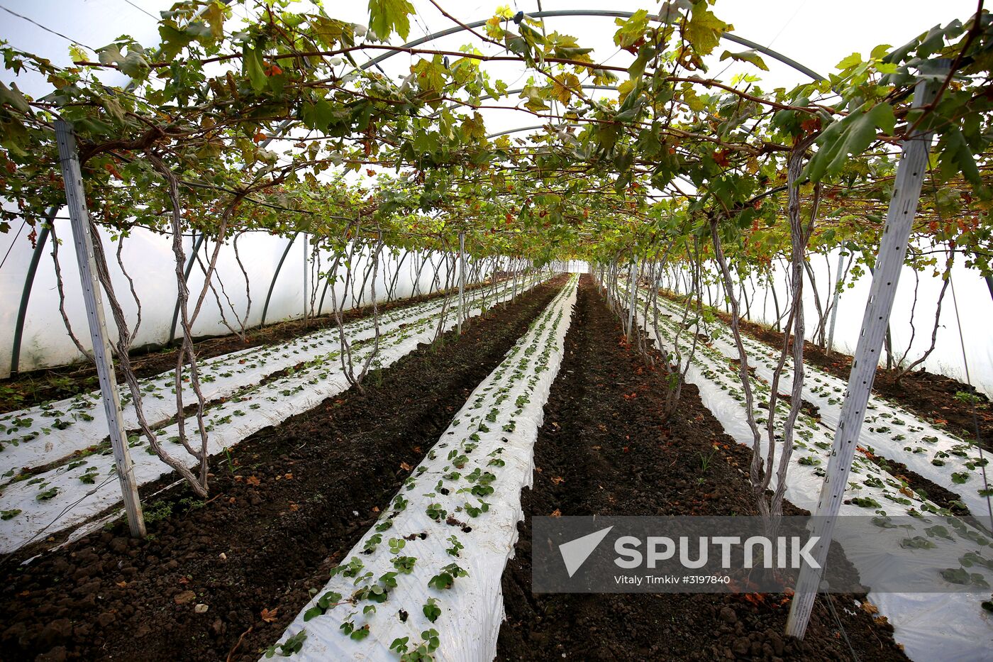 Farming in Krasnodar Territory