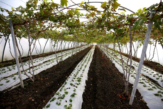 Farming in Krasnodar Territory