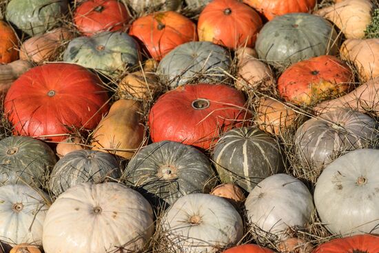 Golden Fall gourmet festival in Moscow