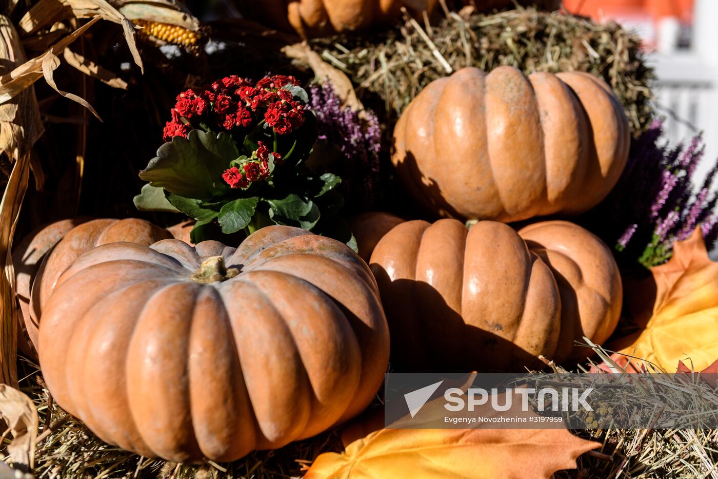 Golden Fall gourmet festival in Moscow