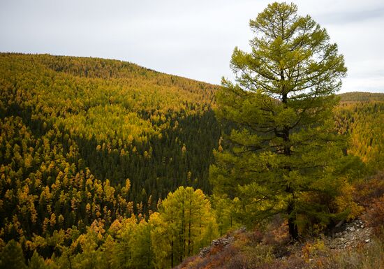 Autumn in Siberia