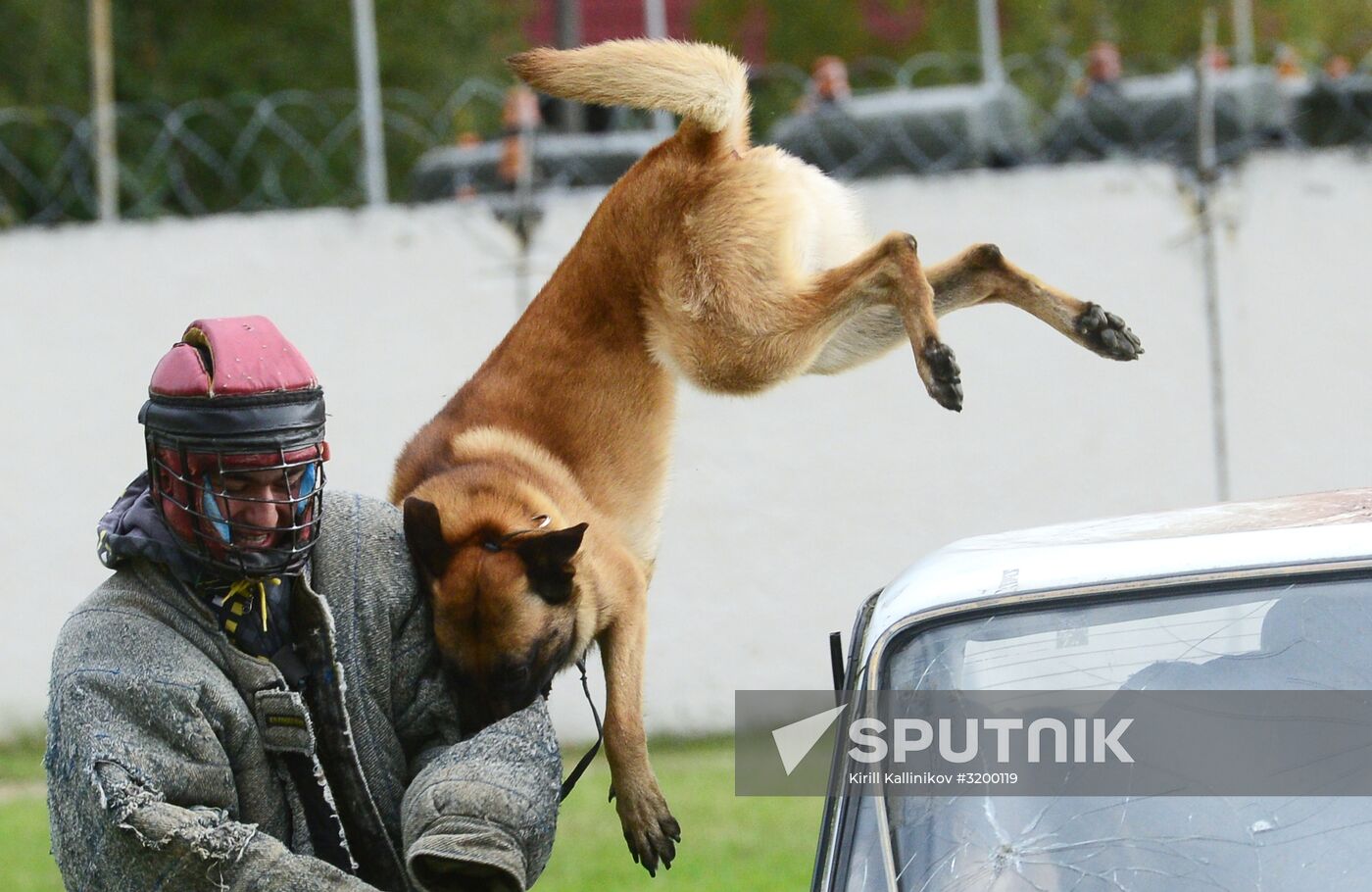 Training working dogs of the Russian National Guard