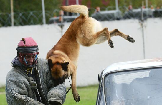 Training working dogs of the Russian National Guard