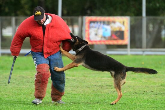 Training working dogs of the Russian National Guard