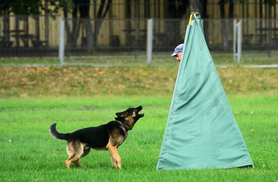 Training working dogs of the Russian National Guard