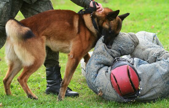 Training working dogs of the Russian National Guard