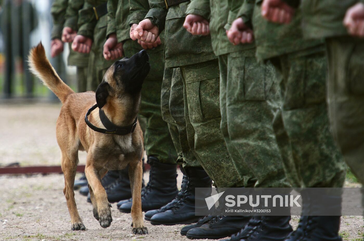 Training service dogs of Russian National Guard