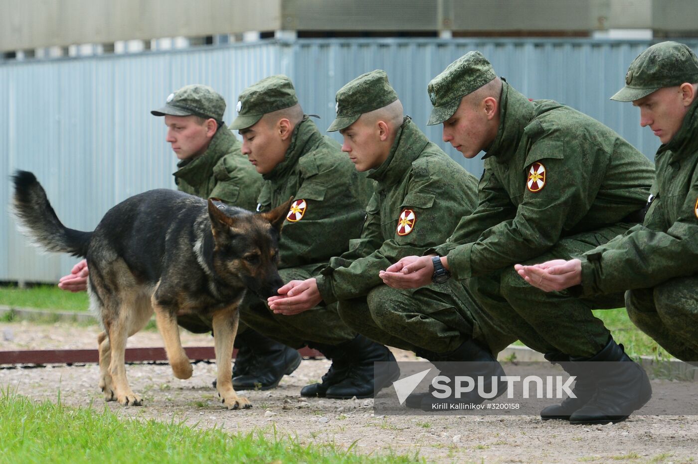 Training service dogs of Russian National Guard