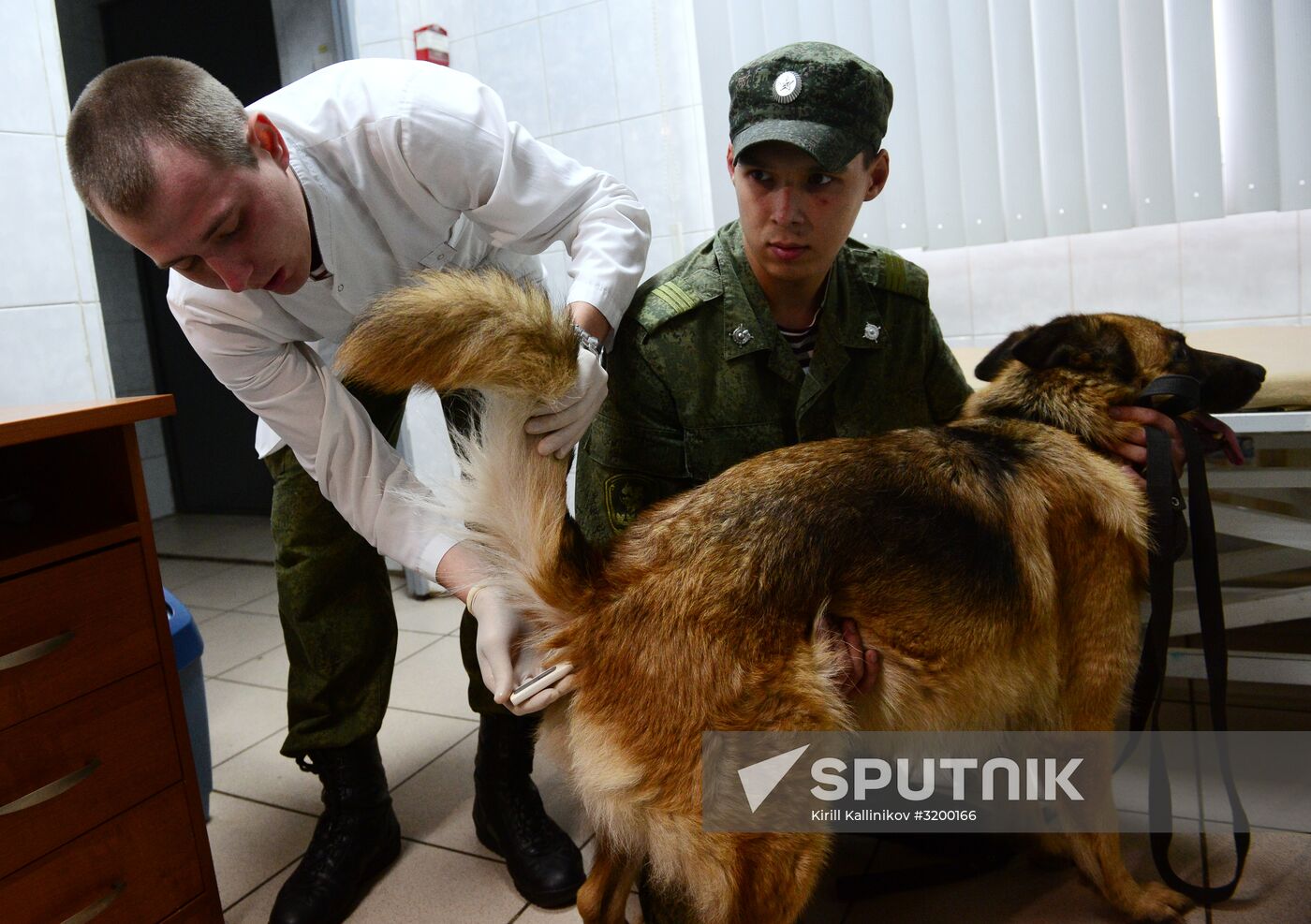 Training service dogs of Russian National Guard