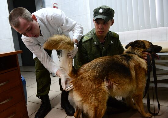 Training service dogs of Russian National Guard