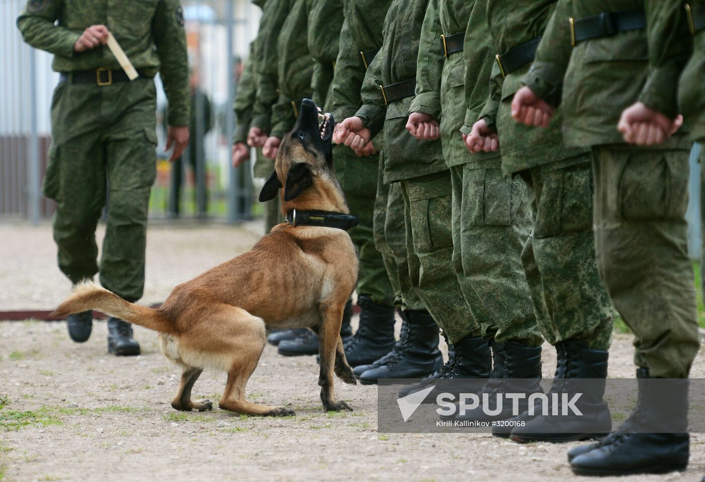 Training service dogs of Russian National Guard