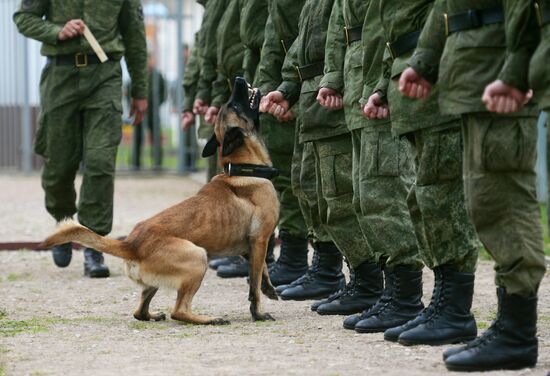 Training service dogs of Russian National Guard