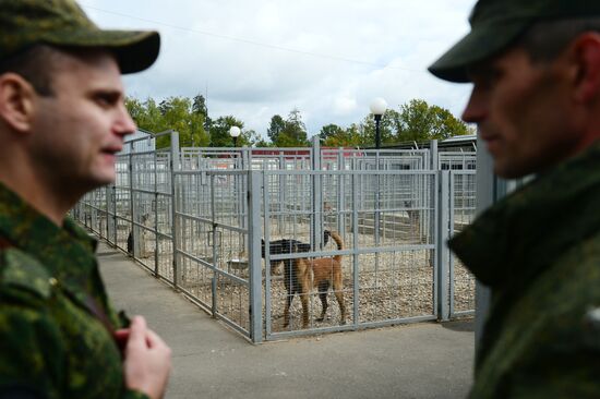 Training working dogs of the Russian National Guard