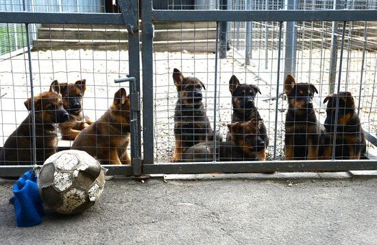 Training service dogs of Russian National Guard