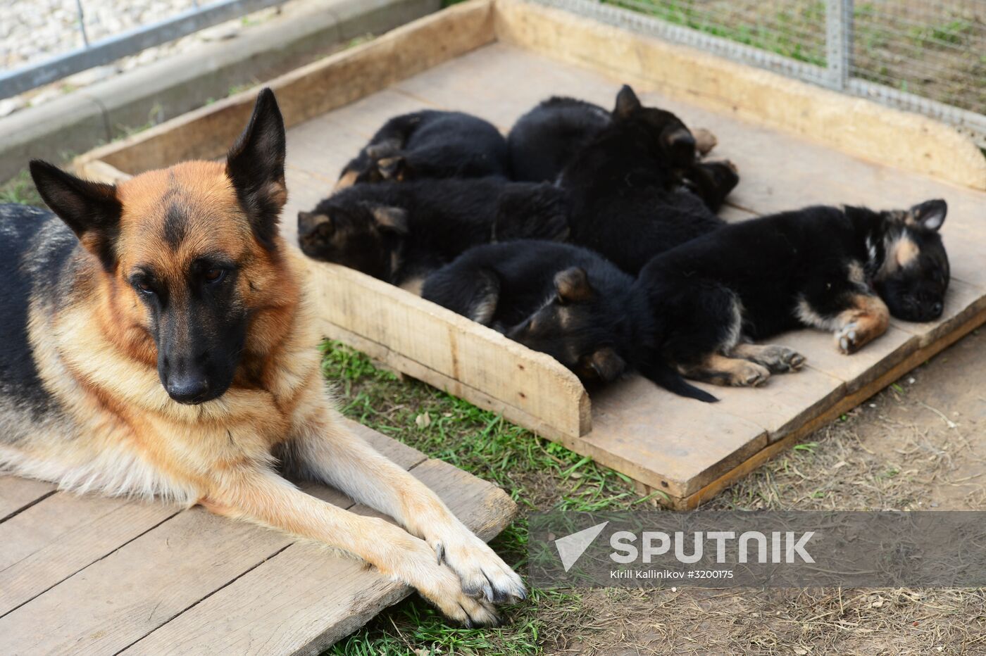 Training working dogs of the Russian National Guard