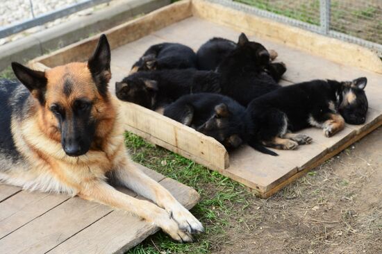 Training working dogs of the Russian National Guard