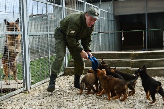 Training service dogs of Russian National Guard