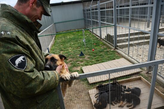 Training service dogs of Russian National Guard