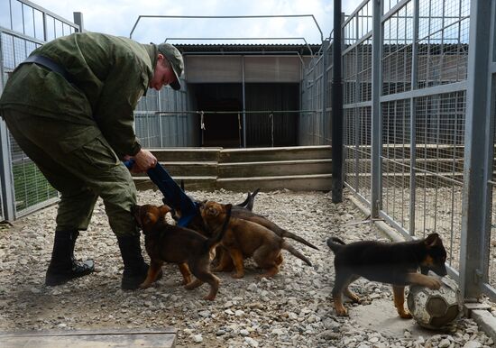 Training service dogs of Russian National Guard
