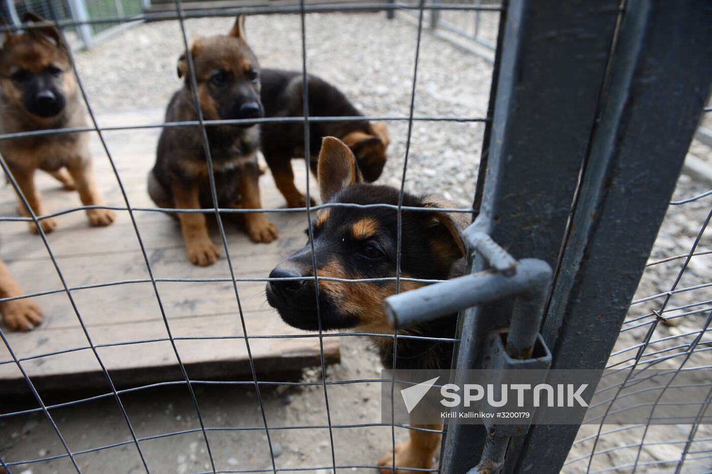 Training service dogs of Russian National Guard