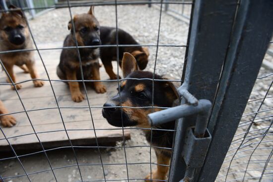 Training service dogs of Russian National Guard