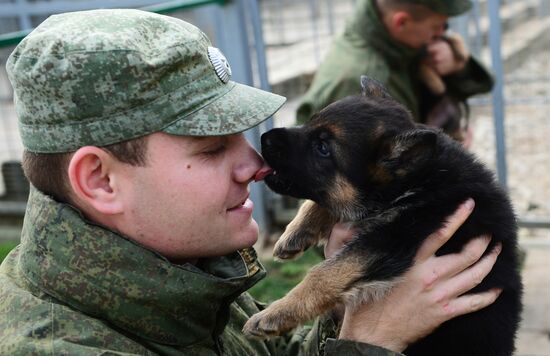 Training working dogs of the Russian National Guard