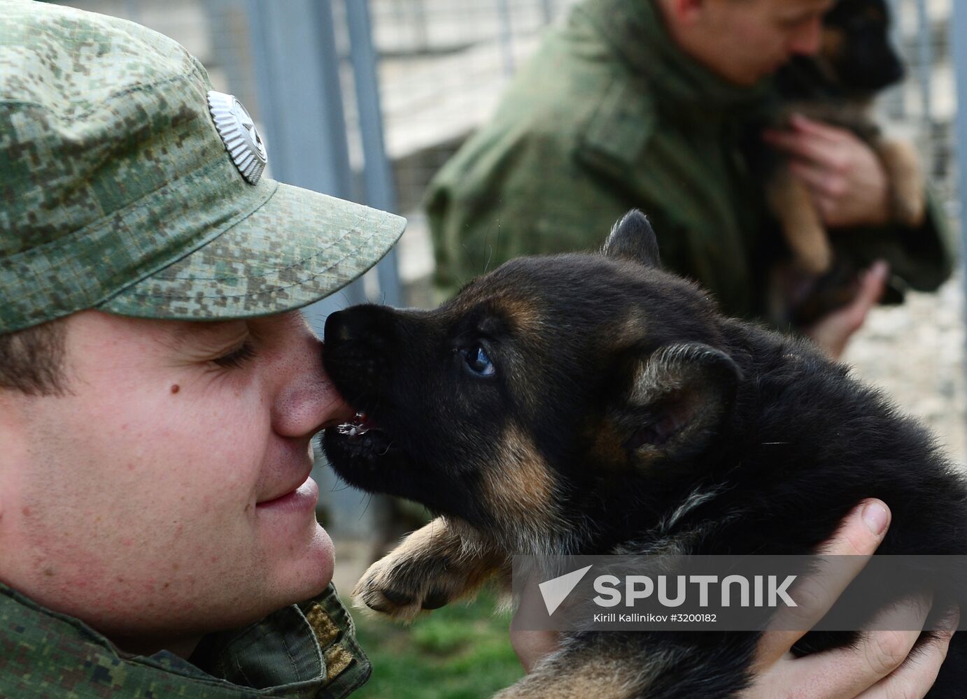 Training service dogs of Russian National Guard