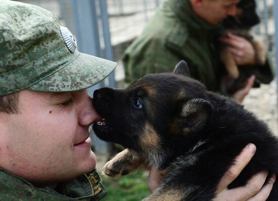 Training service dogs of Russian National Guard