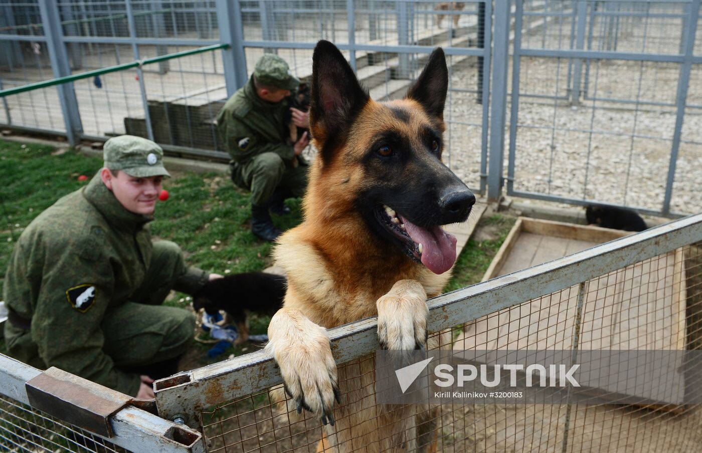 Training service dogs of Russian National Guard