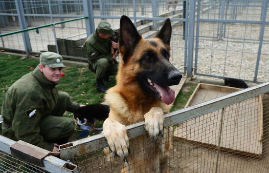 Training service dogs of Russian National Guard
