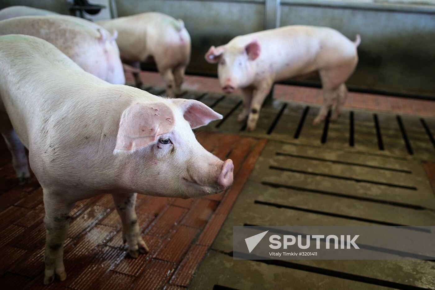 Kuban meat-processing plant in Krasnodar Territory