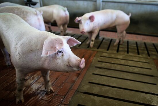 Kuban meat-processing plant in Krasnodar Territory
