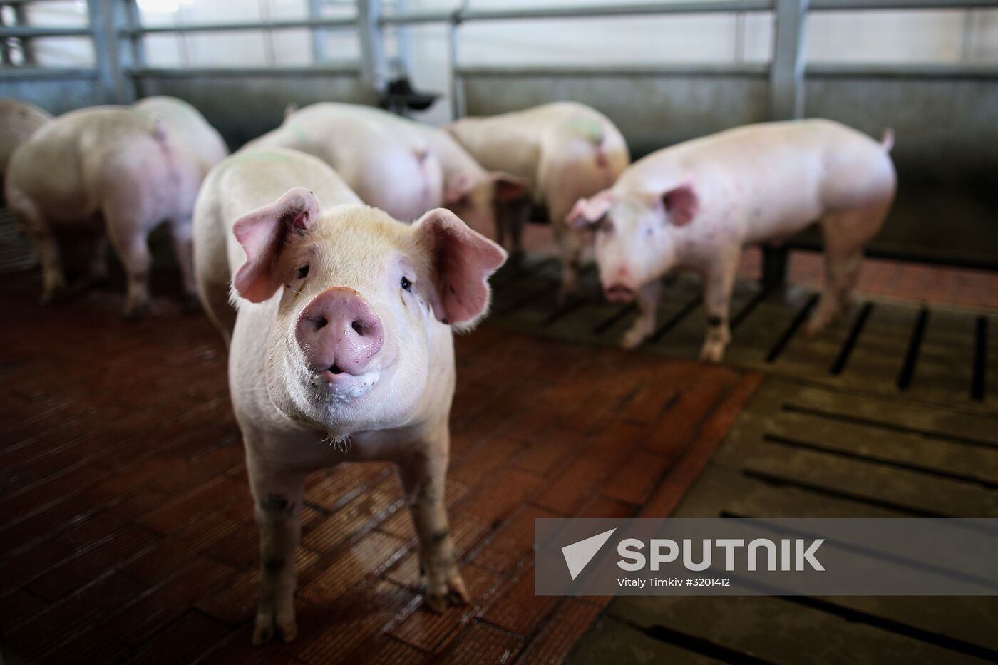 Kuban meat-processing plant in Krasnodar Territory
