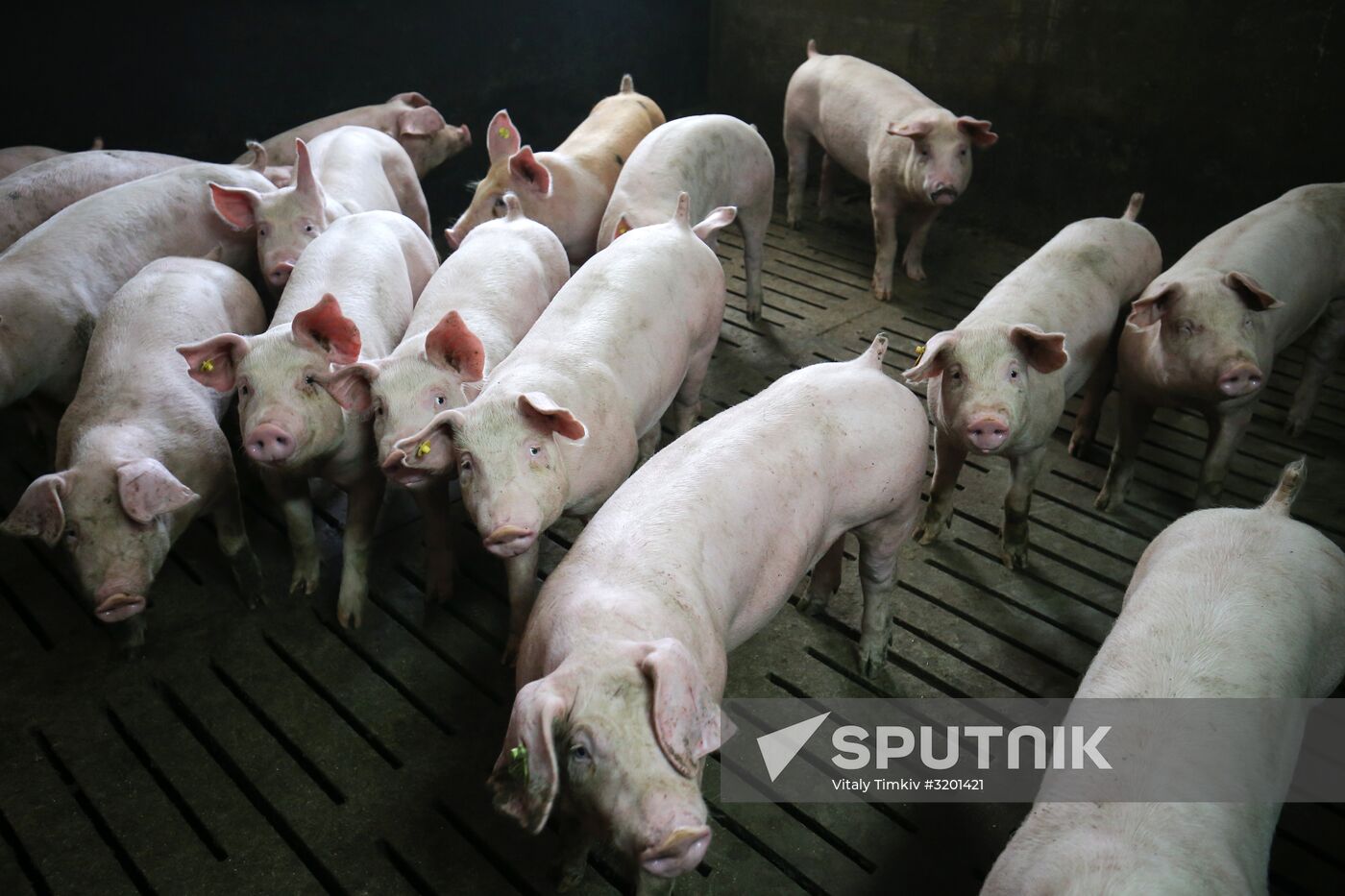 Kuban meat-processing plant in Krasnodar Territory