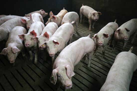 Kuban meat-processing plant in Krasnodar Territory