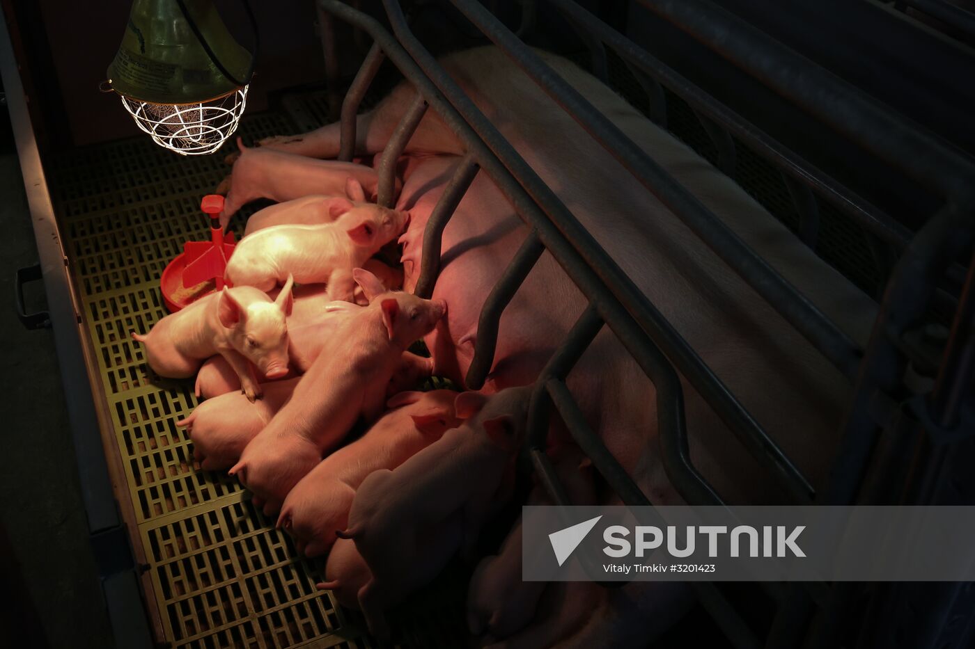 Kuban meat-processing plant in Krasnodar Territory