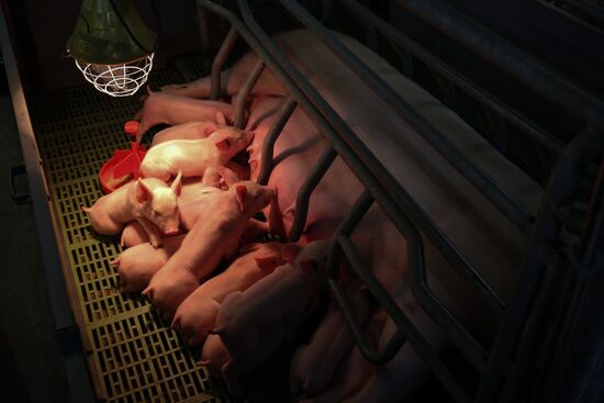 Kuban meat-processing plant in Krasnodar Territory