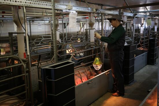 Kuban meat-processing plant in Krasnodar Territory