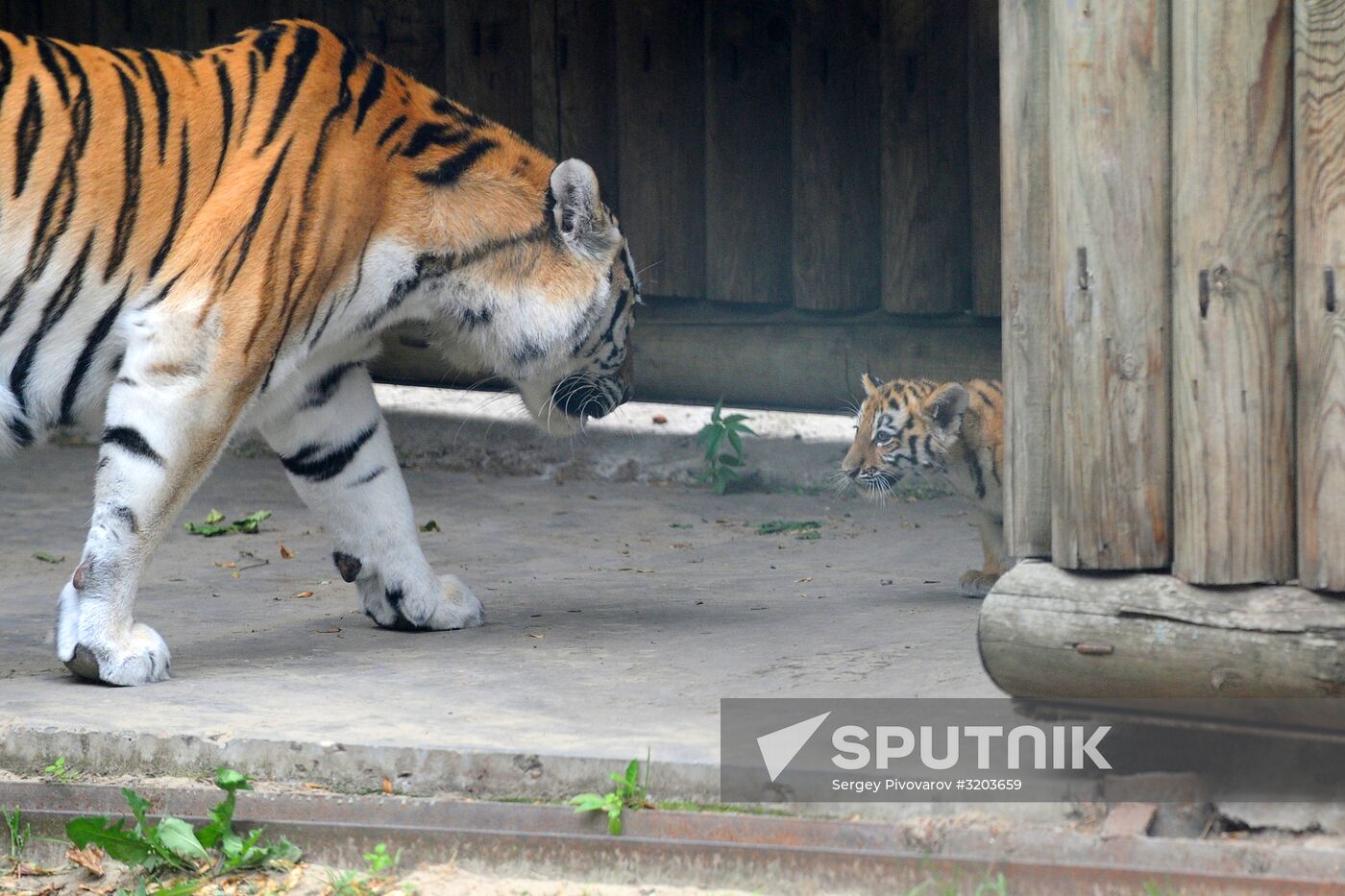 Amur tiger cub born in Rostov Zoo