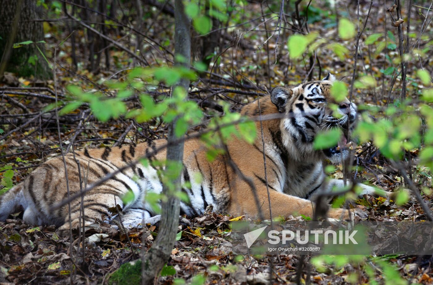 Utyos wildlife rehabilitation center in Khabarovsk Territory