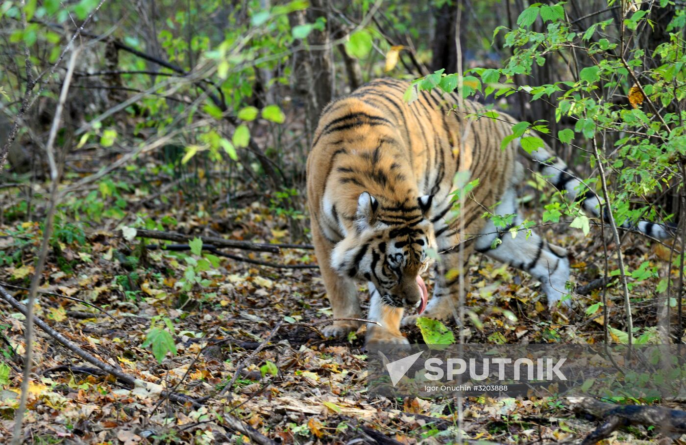 Utyos wildlife rehabilitation center in Khabarovsk Territory