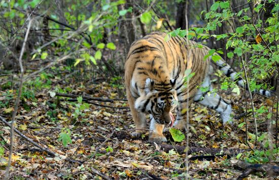Utyos wildlife rehabilitation center in Khabarovsk Territory