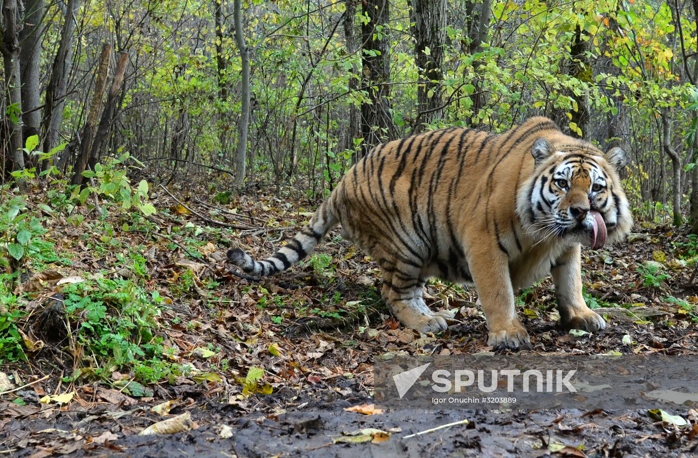 Utyos wildlife rehabilitation center in Khabarovsk Territory