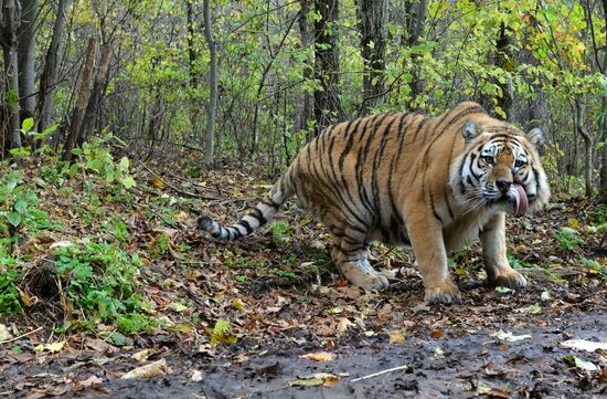 Utyos wildlife rehabilitation center in Khabarovsk Territory