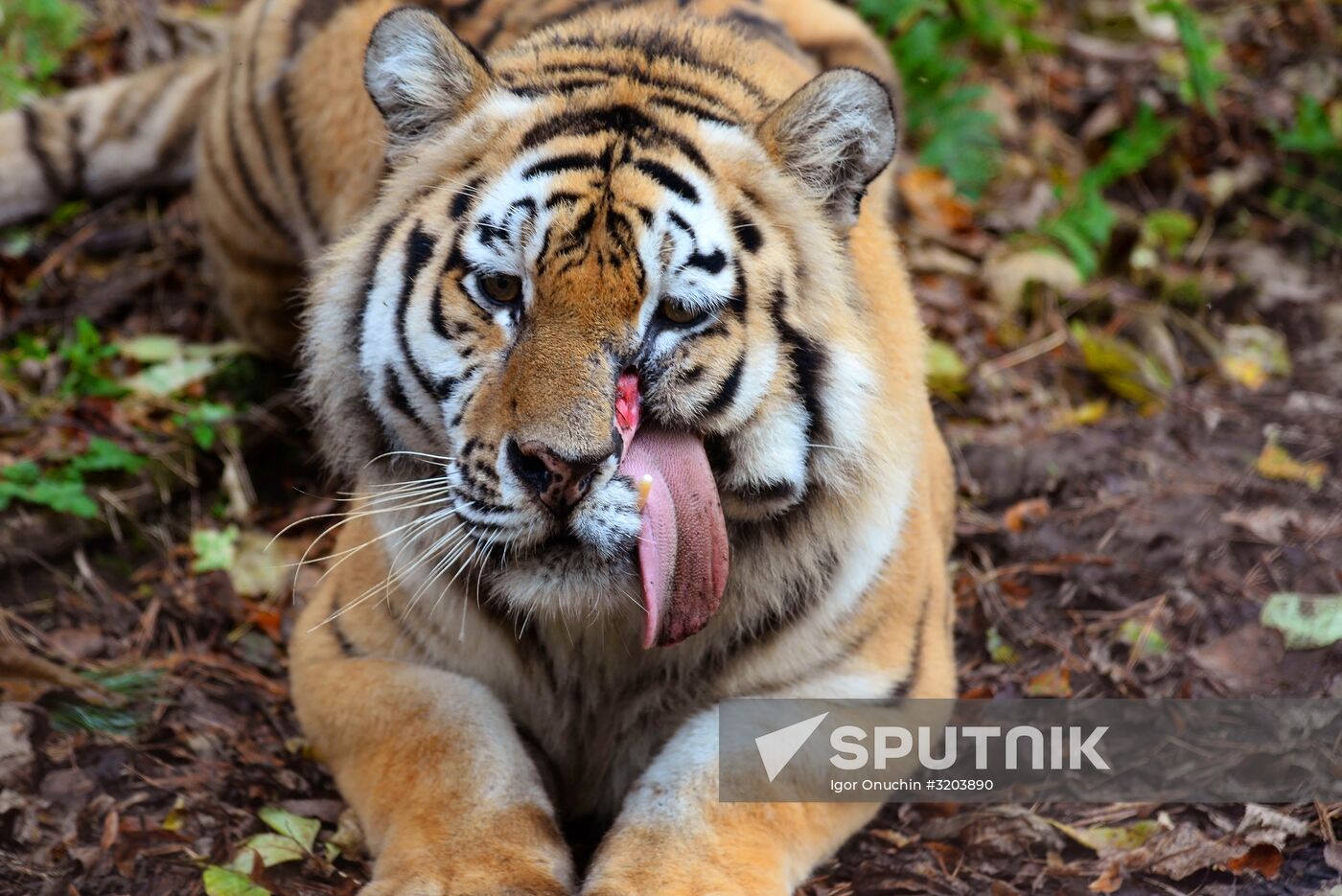 Utyos wildlife rehabilitation center in Khabarovsk Territory