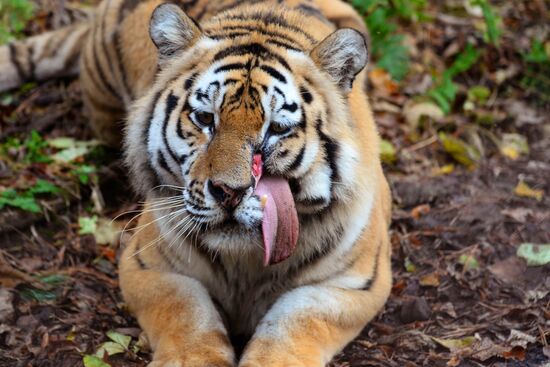 Utyos wildlife rehabilitation center in Khabarovsk Territory