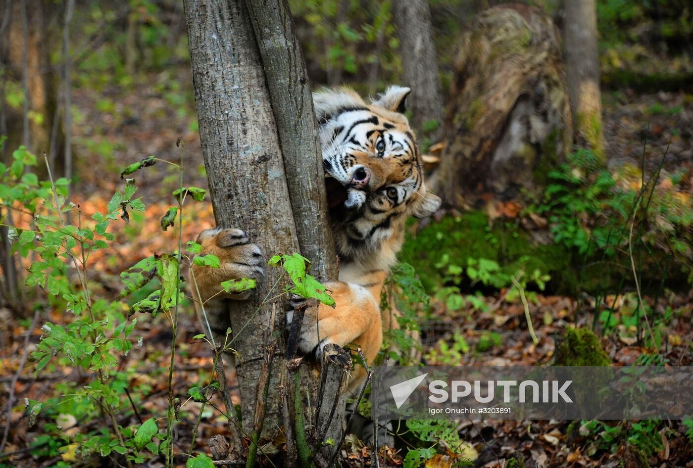 Utyos wildlife rehabilitation center in Khabarovsk Territory