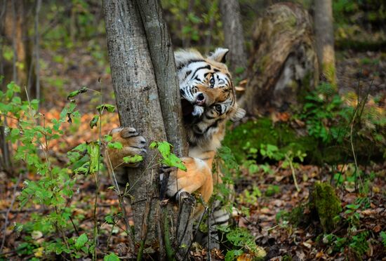 Utyos wildlife rehabilitation center in Khabarovsk Territory